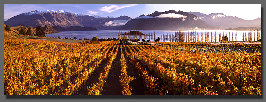 NZ Vineyard Photos